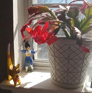 Meet your Posher, Bonita Janie